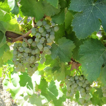 Podere Riosto Cantina&Agriturismo 皮亚诺罗 外观 照片
