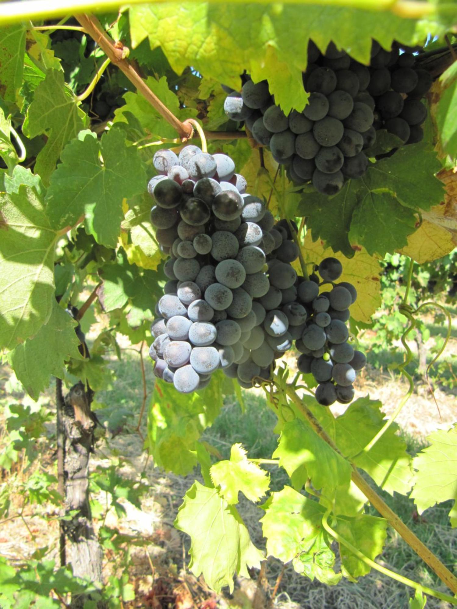 Podere Riosto Cantina&Agriturismo 皮亚诺罗 外观 照片