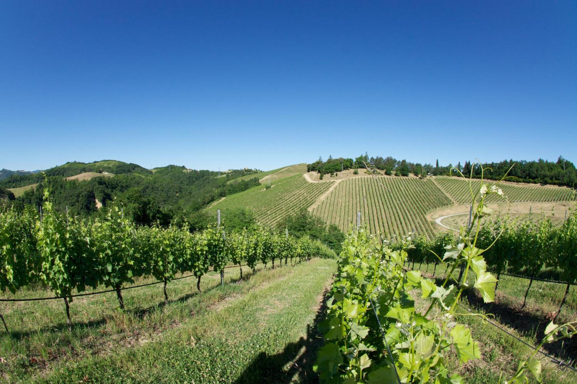 Podere Riosto Cantina&Agriturismo 皮亚诺罗 外观 照片